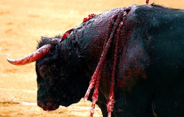 Corridas : torturer des bestioles pour faire marrer des blaireaux